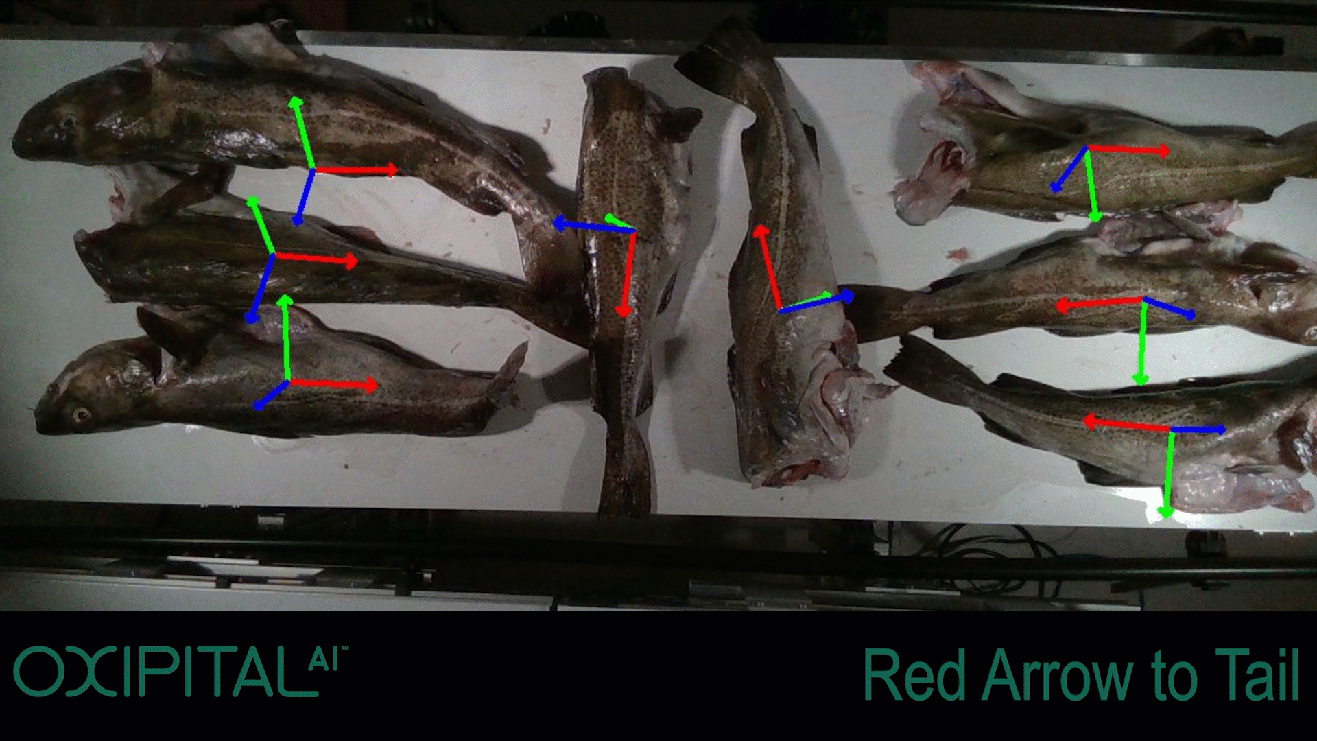 Cod Tail Detection